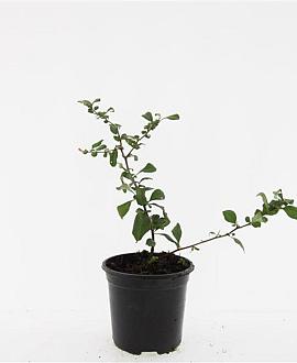 Chaenomeles sup. 'Red Trail' Pot 1,5 liter