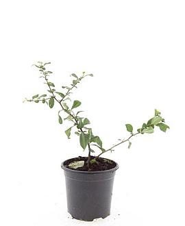 Chaenomeles sup. 'Red Trail' Pot 1,5 liter