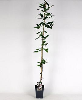 Clematis arm. 'Apple Blossom' Pot 5 Liter 150 - 175 cm