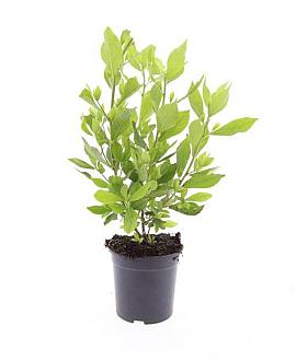Clethra alnif. 'Hummingbird' Pot 1,5 liter