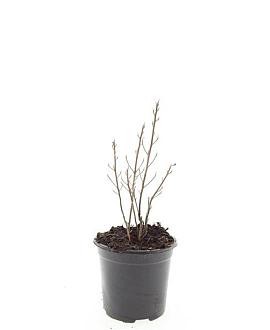 Clethra alnif. 'Hummingbird' Pot 1,5 liter