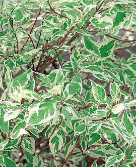 Cornus alba 'Elegantissima' Pot 2 Liter