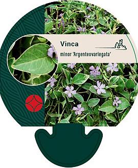 Vinca minor 'Argenteovariegata' Pot 9 cm