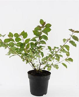 Cornus sang. 'Midwinter Fire' Pot 2 Liter