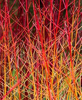 Cornus sang. 'Midwinter Fire' Pot 2 Liter