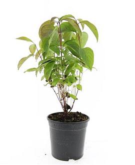 Cornus sericea 'Kelseyi' Pot 1,5 liter