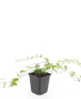 Vinca minor 'Aureovariegata' Pot 9 cm