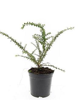 Cotoneaster conspicuus decorus Pot 1,5 liter