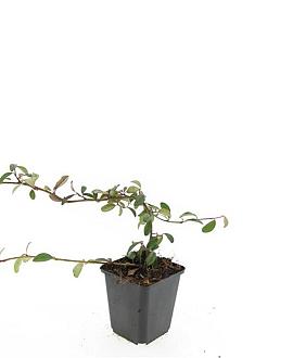 Cotoneaster dammeri Pot 9 cm