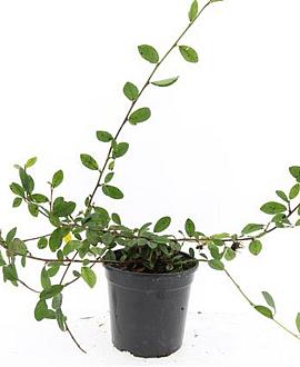 Cotoneaster dam. 'Gelre' Pot 1,5 liter
