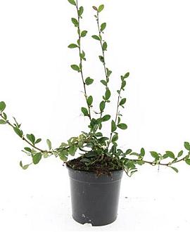 Cotoneaster dam. 'Major' Pot 1,5 liter