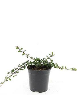 Cotoneaster dam. 'Mooncreeper' Pot 1,5 liter
