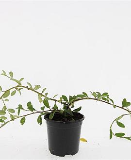Cotoneaster dam. 'Schoon' Pot 1,5 liter