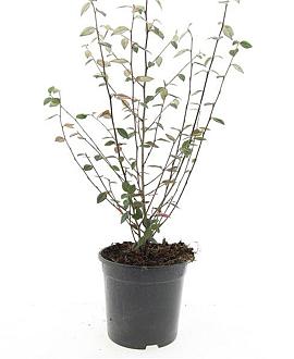 Cotoneaster franchetii Pot 1,5 liter