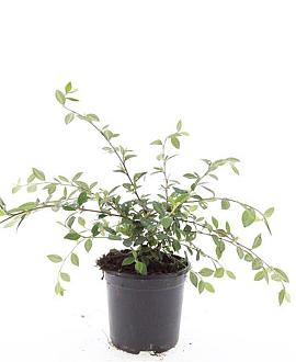 Cotoneaster lacteus Pot 1,5 liter