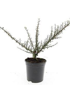 Cotoneaster microphyllus Pot 1,5 liter
