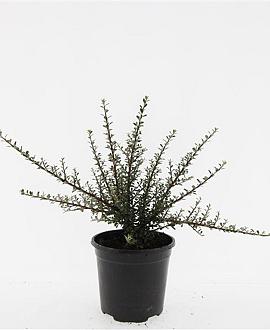 Cotoneaster m. 'Tanja' Pot 1,5 liter