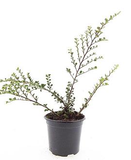 Cotoneaster nanshan 'Boer' Pot 1,5 liter