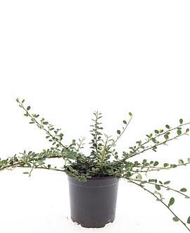 Cotoneaster pr. 'Queen of Carpets' Pot 1,5 liter
