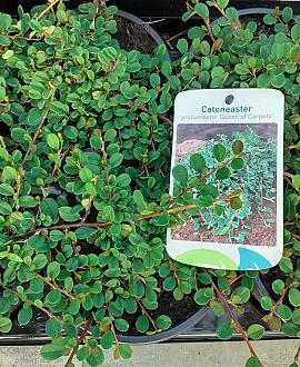 Cotoneaster pr. 'Queen of Carpets' Pot 1,5 liter