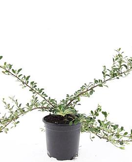 Cotoneaster radicans 'Eichholz' Pot 1,5 liter