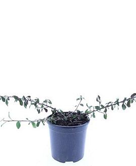 Cotoneaster radicans 'Eichholz' Pot 1,5 liter