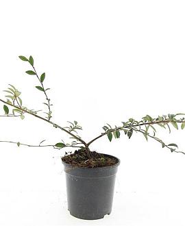 Cotoneaster sal. 'Gnom' Pot 1,5 liter