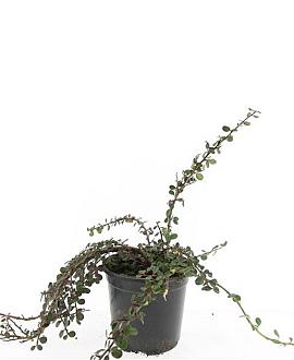 Cotoneaster sal. 'Green Carpet' Pot 1,5 liter
