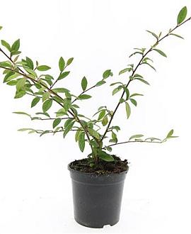 Cotoneaster sal. 'Herbstfeuer' Pot 1,5 liter
