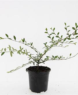 Cotoneaster sal. 'Parkteppich' Pot 1,5 liter
