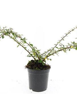Cotoneaster suec. 'Skogholm' Pot 1,5 liter