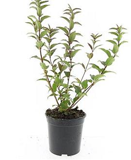 Deutzia gracilis Pot 1,5 liter