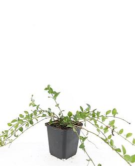 Vinca minor 'La Grave' Pot 9 cm