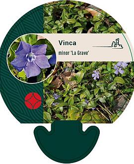 Vinca minor 'La Grave' Pot 9 cm