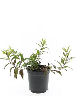 Deutzia gracilis 'Nikko' Pot 1,5 liter