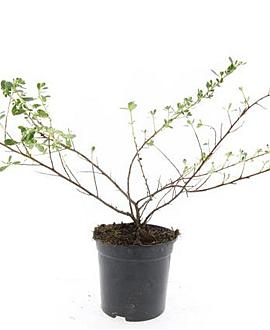 Escallonia 'Donard Seedling' Pot 1,5 liter