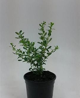 Escallonia 'Donard Seedling' Pot 1,5 liter