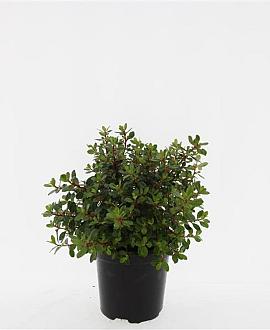 Escallonia 'Red Dream' Pot 1,5 liter