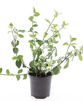 Euonymus fort. 'Coloratus' Pot 1,5 liter