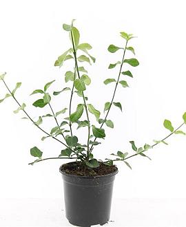 Euonymus fort. 'Dart's Blanket' Pot 1,5 liter