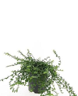 Euonymus fort. 'Minimus' Pot 1,5 liter