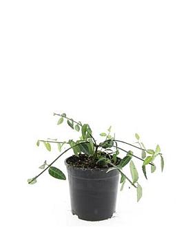 Euonymus fort. 'Tustin' Pot 1,5 liter