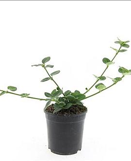 Euonymus fort. 'Vegetus' Pot 1,5 liter