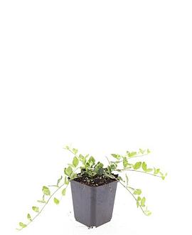 Vinca minor 'Ralph Shugert' Pot 9 cm