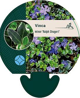 Vinca minor 'Ralph Shugert' Pot 9 cm