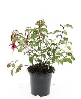 Fuchsia 'Mrs Popple' Pot 1,5 liter