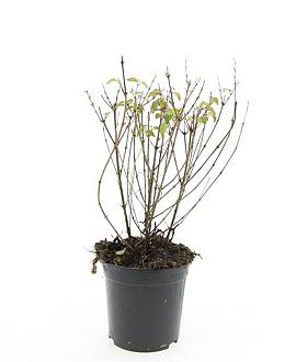 Fuchsia 'Riccartonii' Pot 1,5 liter