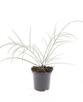 Genista lydia Pot 1,5 liter