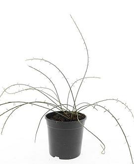 Genista lydia Pot 1,5 liter