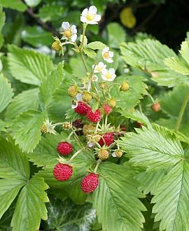 Fragaria a. 'Rügen' Pot 9 cm